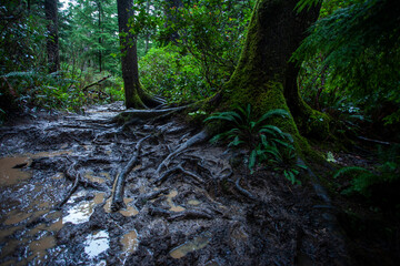 Primeval forest and root in Oregon state