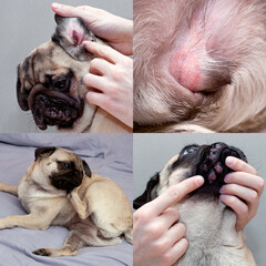dermatological problems caused by allergies in dogs. collage with pug dog.