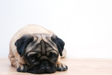 studio shot of cute young pug dog lying on white background