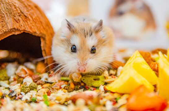 Roborovski hamster