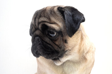 studio shot of cute young pug dog sitting, on white background