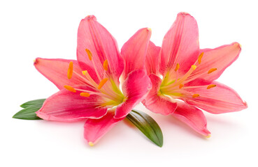 Two pink lilies.