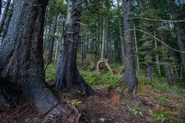 Primeval forest and root in Oregon state