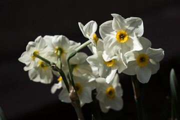 Narcissus multiflorous (Tazetta) - spring white flowers, dark background. Blooming unusual daffodils