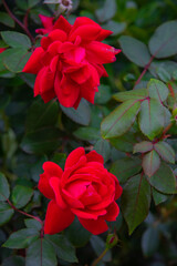 Red rose flowers on green plant background