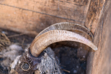 The half-rotted remains of a goat in a wooden box.
