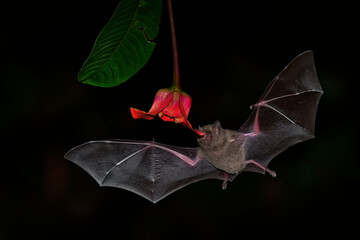 Pallas long-tongued bat (Glossophaga soricina)  South and Central American bat with a fast metabolism that feeds on nectar, flying bat in the night, feeding on the blossom © phototrip.cz
