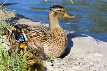 Duck and brood of ducklings. Duck with little ducklings on the shore of the lake. Duck with ducklings in the city