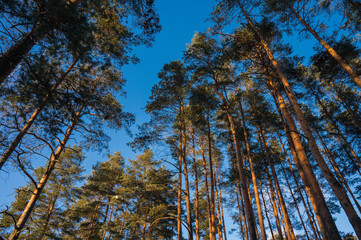 Scenic landscape of pine winter forest. View of trees and sky from bottom. Latvian nature.