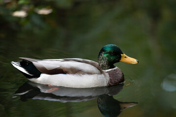 Naklejka na ściany i meble Lonesome green duck swimming in water