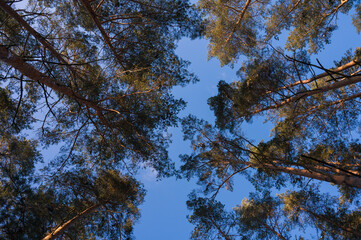 Scenic landscape of pine winter forest. View of trees and sky from bottom. Latvian nature.