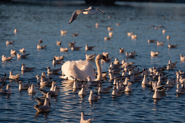 .A flock of wild seagull on the surface of the Vltava river and a white swan in winter in the city of Prague
