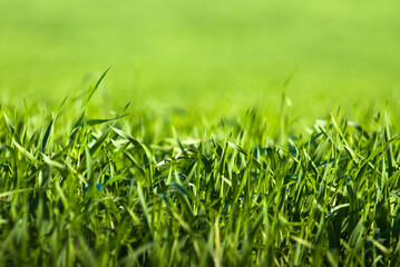green grass close-up, in the photo grass in a meadow and sunlight