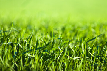 green grass close-up, in the photo grass in a meadow and sunlight