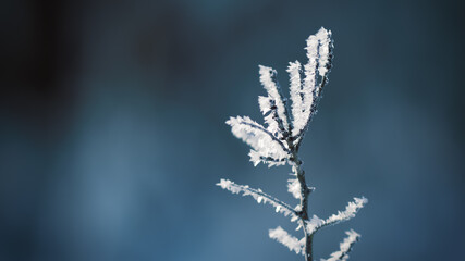 ice crystals on a branch, shallow depth of field