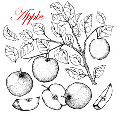 Apple. Branch with leaves and apples. Vector. Black and white drawing. Drawn illustrations. Isolated on white background