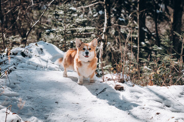 Image of a dog corgi breed in a snowy forest.