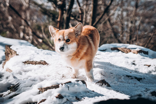 Image of a dog corgi breed in a snowy forest.
