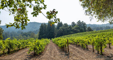 Fototapeta na wymiar Jack London's farm in California, views of the vineyards, summer, sun.