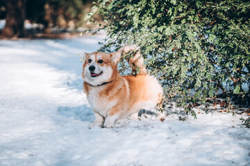 Image of a dog corgi breed in a snowy forest.
