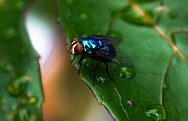 blue fly