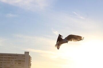 seagull in flight
