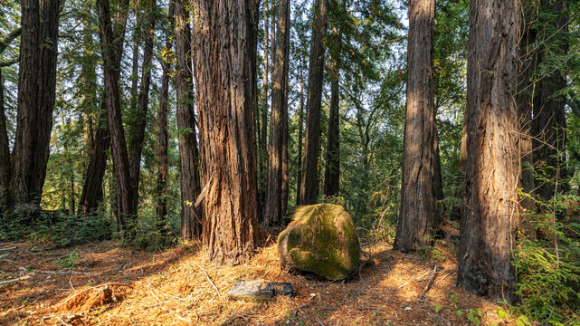 sequoias grow in the forest, landscape of trees