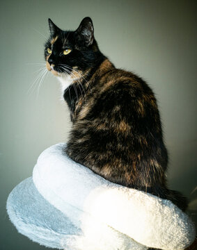 portrait of sitting tortie cat