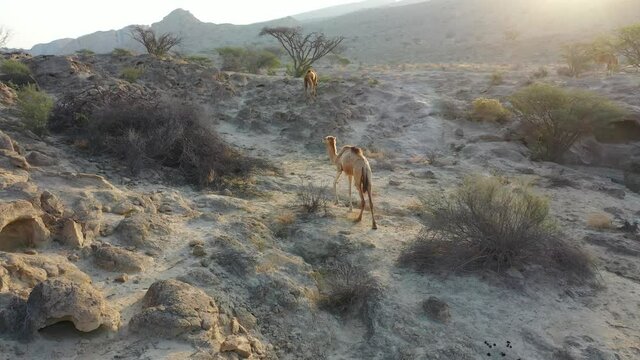 Camels feeding from bushes on Qeshm Island in Southern Iran, taken in January 2019