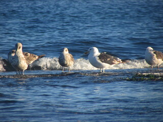 Seagull and the Sea, Punta Arenas, Patagonia, Chile