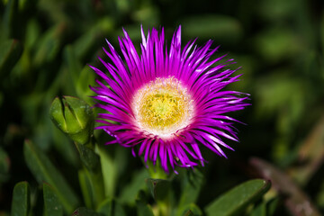 Obraz premium Daisies and colourful flowers in Skoura Morocco
