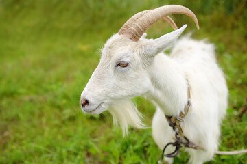 Obraz premium Domestic goat in the meadow on a sunny summer day. Portrait of white goat a close-up. Animal husbandry