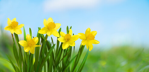 Fototapeta premium Spring Nature background with Daffodil Flowers.