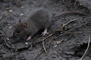 Ratte (rattus) in freier Wildbahn - 413925531
