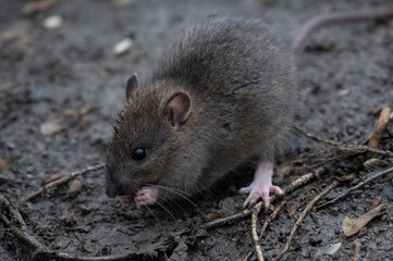 Ratte (rattus) in freier Wildbahn - 413925566