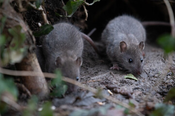 Ratte (rattus) in freier Wildbahn - 413925725