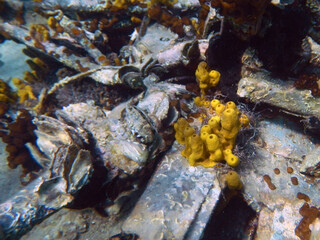 Chimney like sponge species in the Adriatic sea