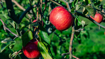 dojrzałe jabłko na gałęzi drzewa 
