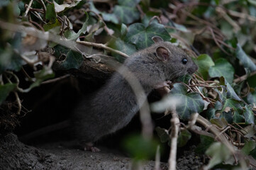 Ratte (rattus) in freier Wildbahn - 413925768