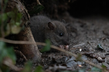 Ratte (rattus) in freier Wildbahn - 413925909