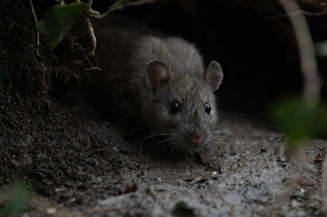 Ratte (rattus) in freier Wildbahn - 413925930
