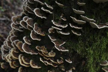 Mushrooms on a dead tree