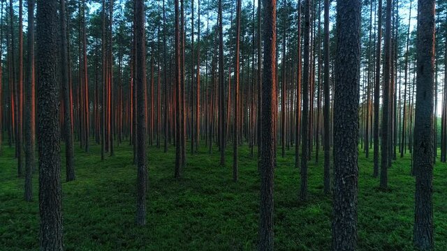 Beautiful countryside pristine nature, forward motion view on evergreen forest with long parallel trees trunks, illuminated purple bark stems and lush green grass