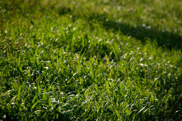 Spring grass in the sun