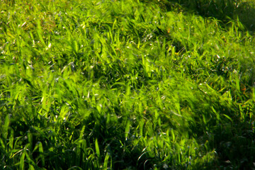 Spring grass in the sun