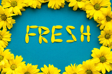 word fresh laid out bright yellow natural flowers petals on blue background. layout Floral frame...