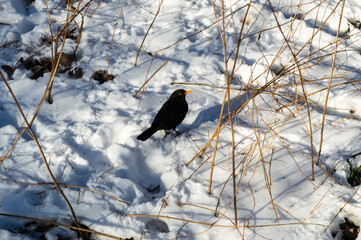Male Black bird sitting in the snow