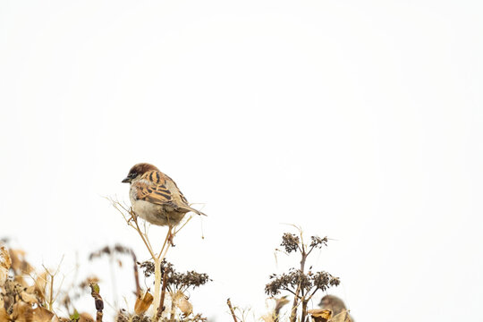 Portrait of a sparrow sitting on a hydrangea branch. Seen from the back, close-up against a white sky. copy-space