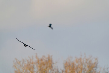 Two crows fly in the blue gray cloudy sky above the treetops in winter. Selective focus