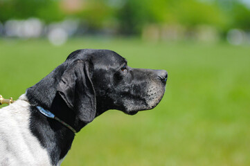 English Pointer dog is sniffing the air. Close up shot